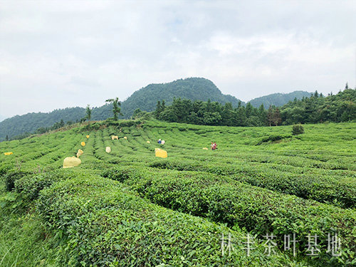 茶葉基地