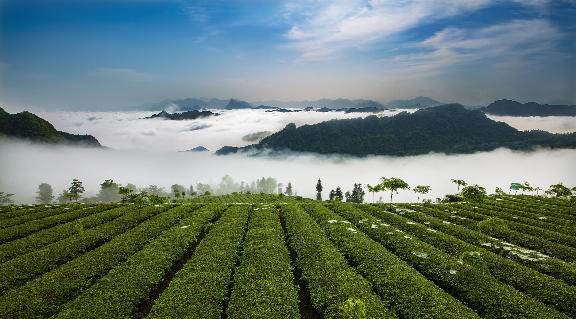 茶葉基地